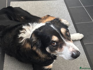 Border Collie dogs - Advert 12