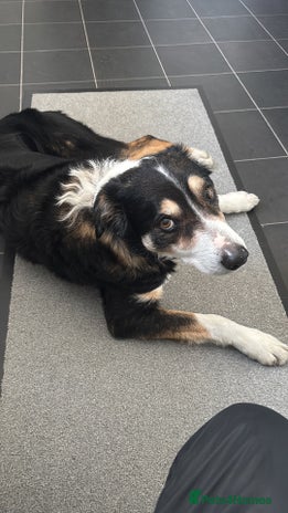 Border Collie dogs - Advert 16