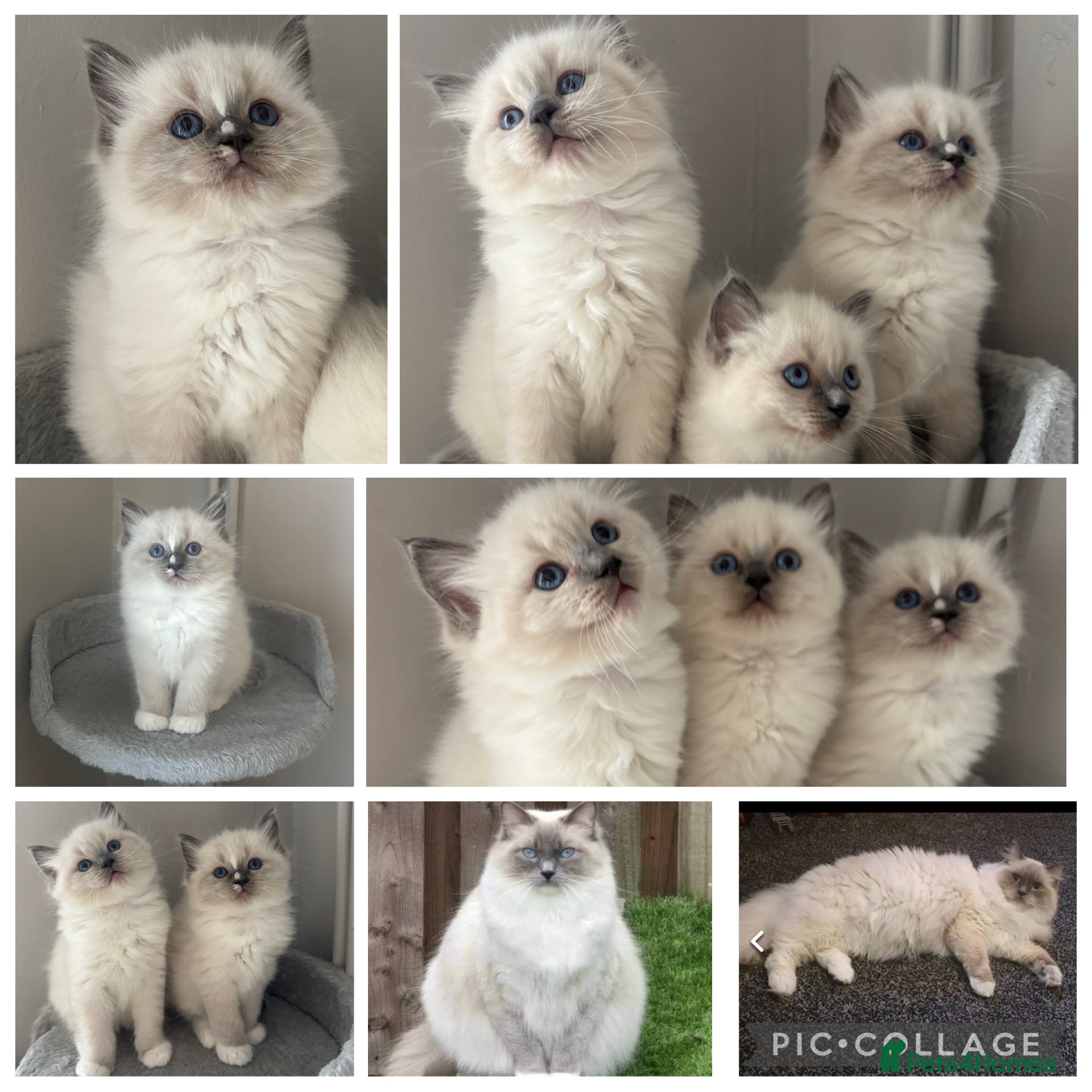 Ragdoll cats *READY NOW* AMAZING PEDIGREE RAGDOLL KITTENS  - Advert 2