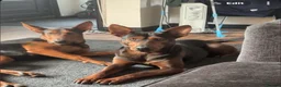 Chinese Red Dog dogs for sale: Chinese red dog female  in Hartlepool - Advert 4