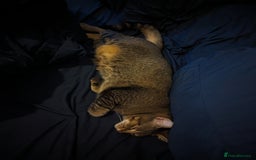 Bengal cats for sale: 3 year old loving Bengal cross needs a new home - Image 7