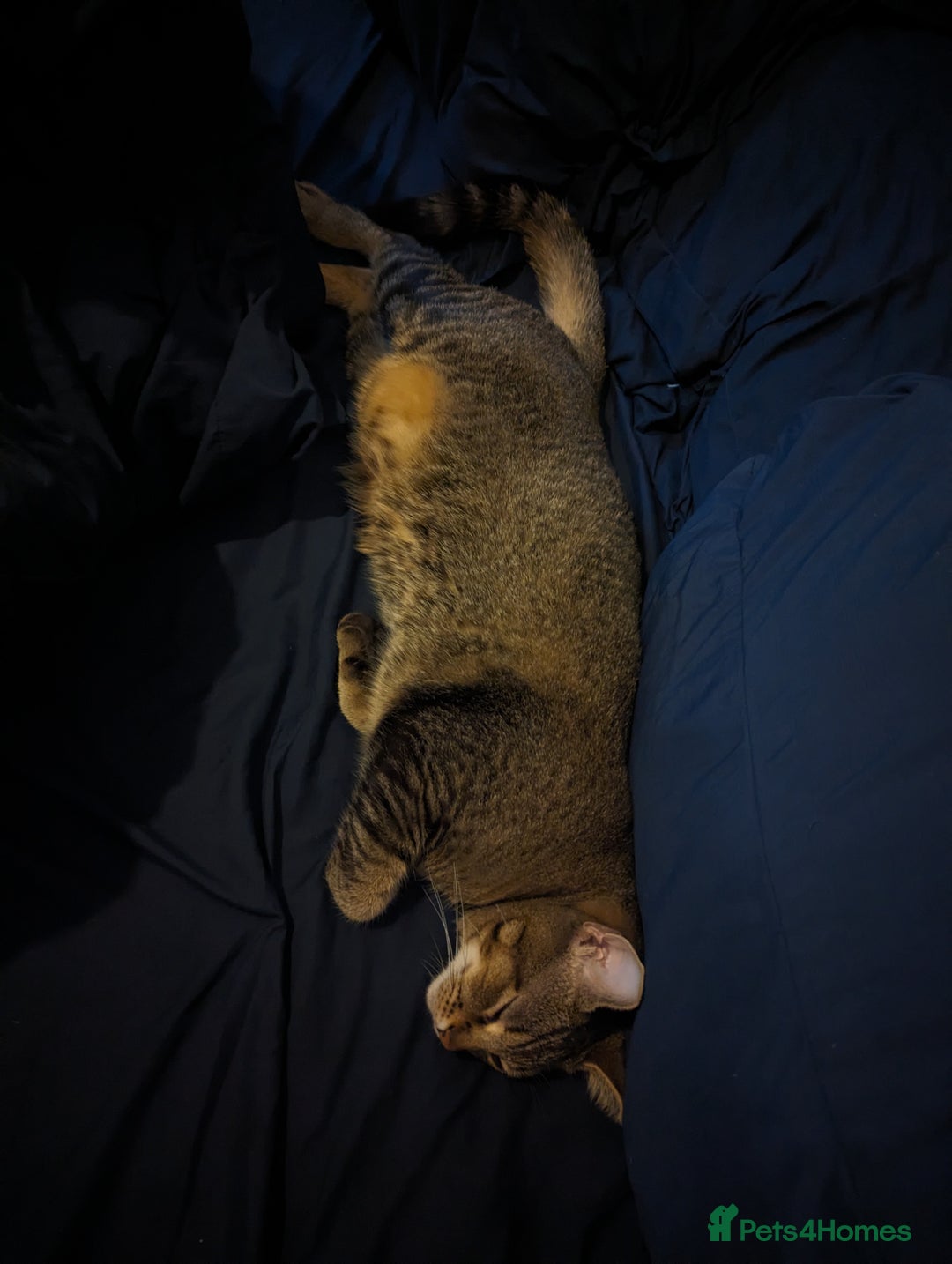 Bengal cats for sale: 3 year old loving Bengal cross needs a new home - Image 7