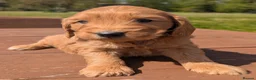 Cockapoo dogs for sale: Quality F1 Cockapoo puppies, Health tested parents - Advert 31