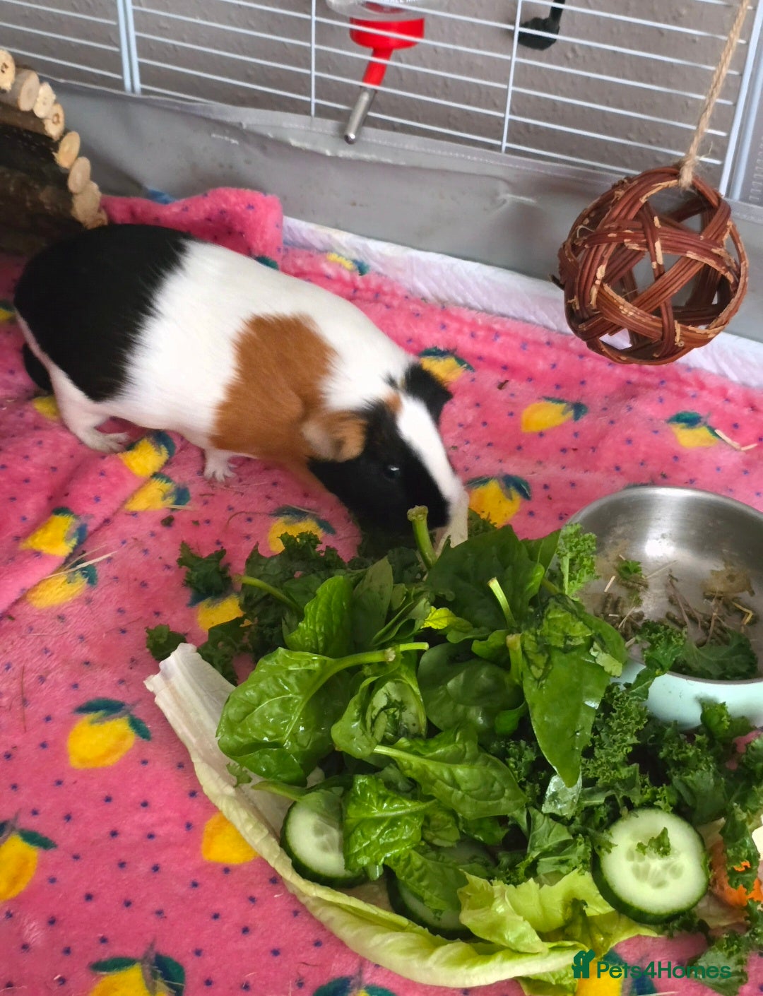 Guinea Pig rodents for sale: Two guinea pigs (female) - Image 8