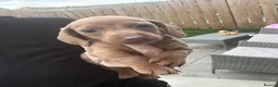 Dachshund dogs for sale: 1 Isabella boy & 1 fawn girl for sale  - Advert 5
