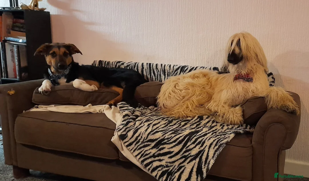 Mixed Breed dogs for adoption: 💙BRUNO💙Loyal Loving Overlooked 11 months old - Advert 10