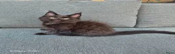 Maine Coon cats for sale: Licensed breeder-maine coon  - Advert 25