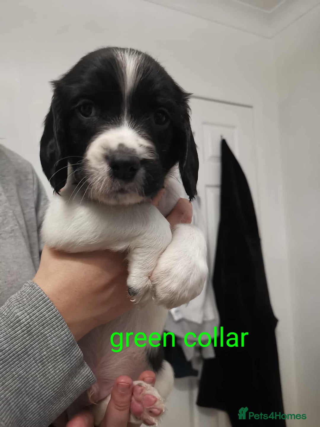 English Springer Spaniel dogs for sale: 🐶 Chunky Springer Spaniel Puppies for Sale! 🏡 - Advert 3