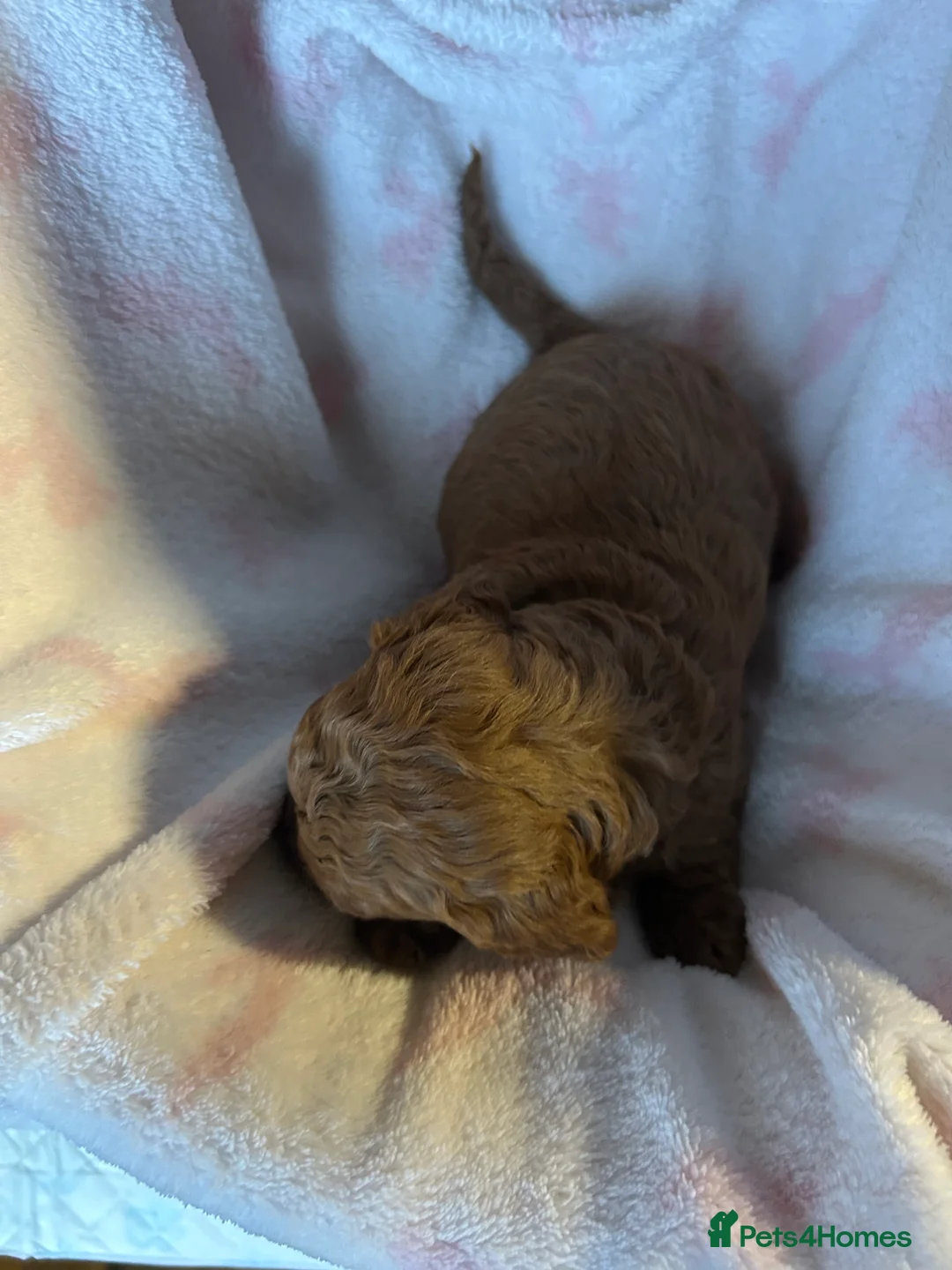Cavapoo dogs for sale: Adventures of a curly cavapoo no further  - Advert 11