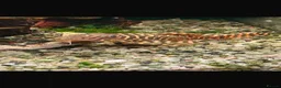 Plecos fish for sale: King tiger pleco in Lowestoft - Advert 1