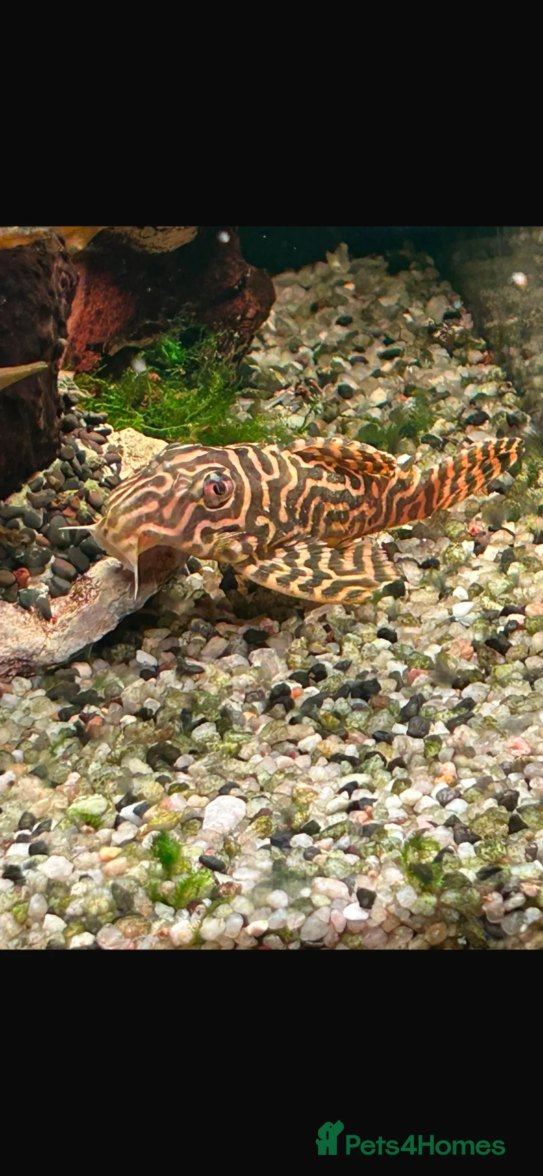 Plecos fish for sale: King tiger pleco in Lowestoft - Advert 1