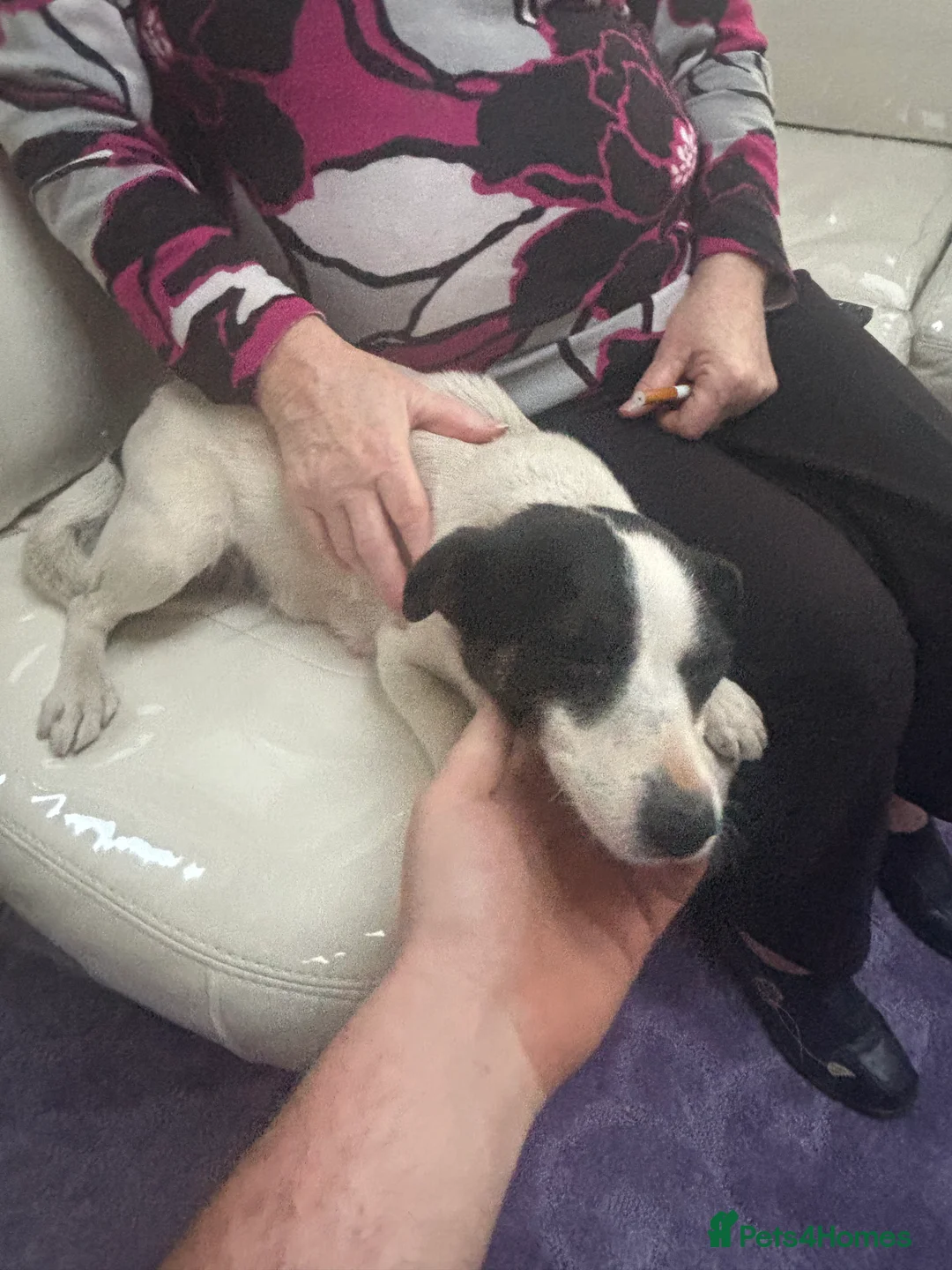 Jack Russell dogs for sale: Jack Russel pups  - Advert 1