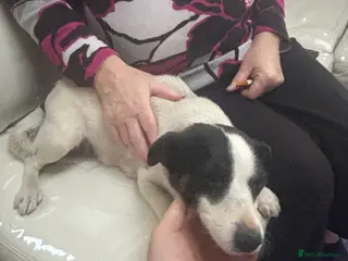 Jack Russell dogs Jack Russel pups - Advert 1