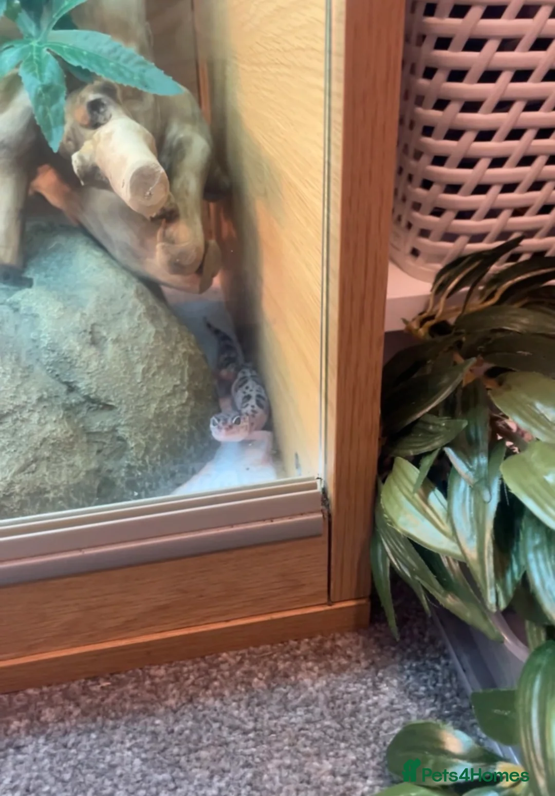 Leopard Gecko reptiles for sale: Leopard Geko with full enclosure set up in Leeds - Advert 8