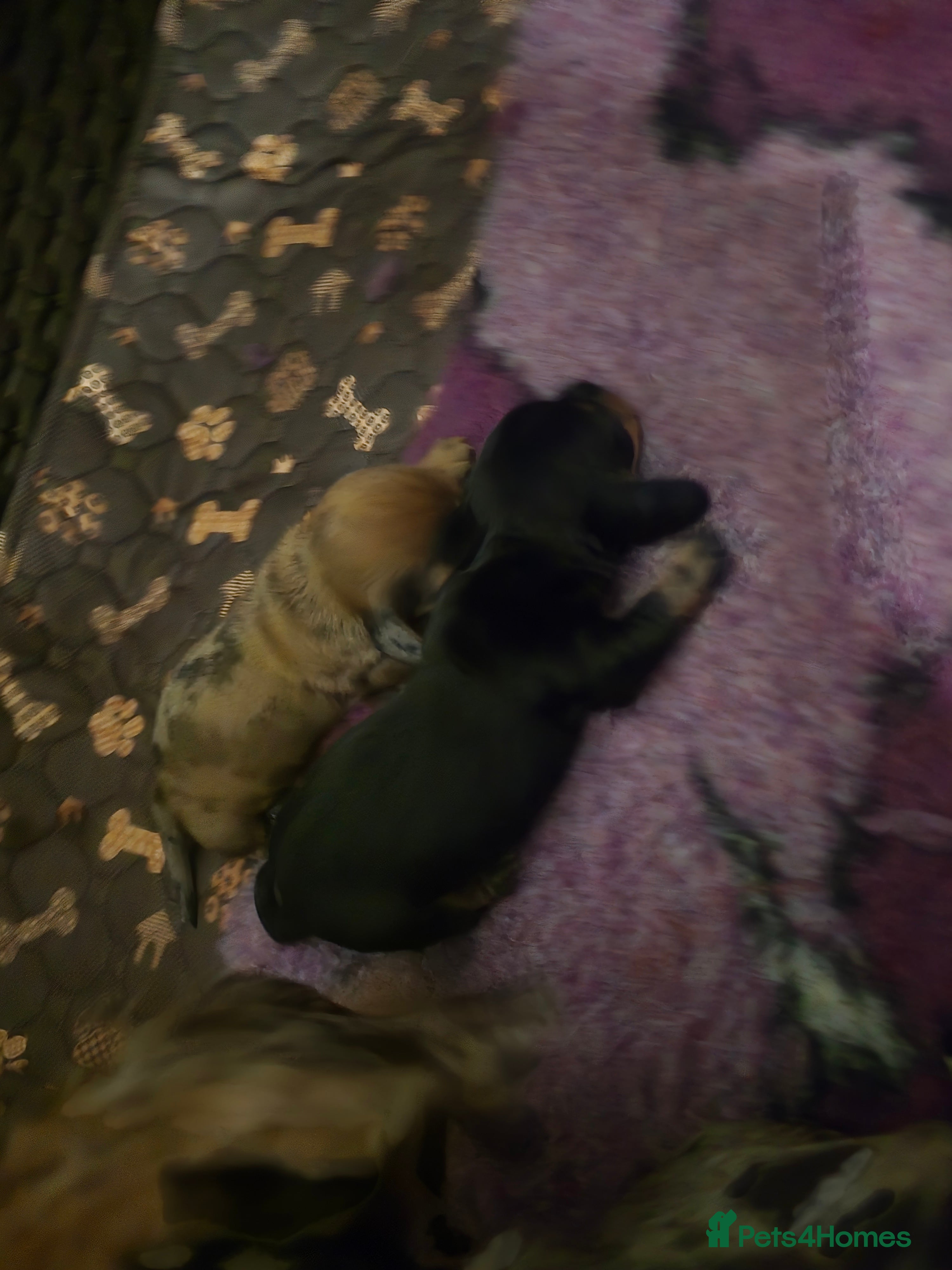 Miniature Dachshund dogs KC mini dacshund puppies 4 LEFT - Advert 2