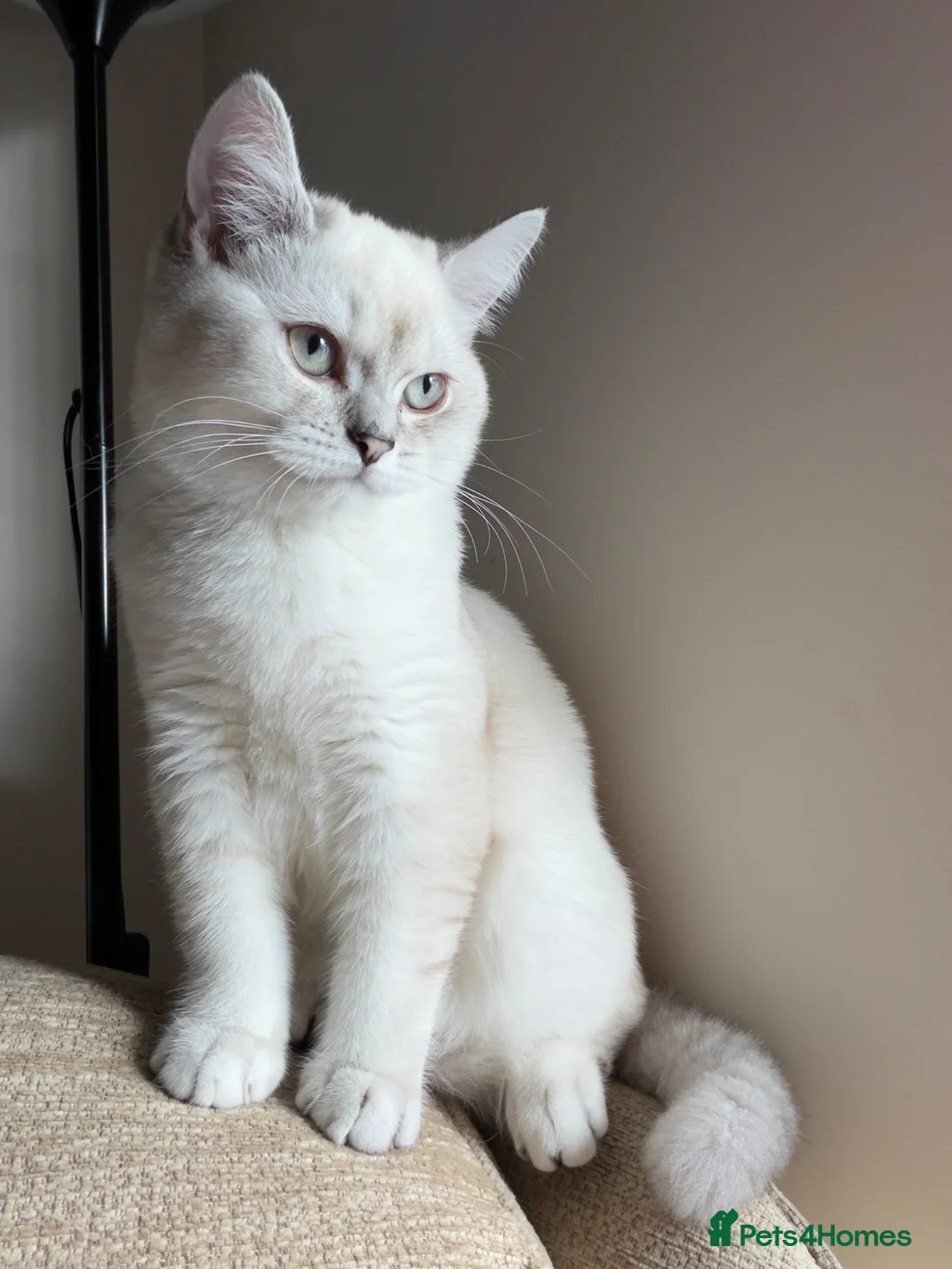 British Shorthair cats for sale: British shorthair  - Advert 1