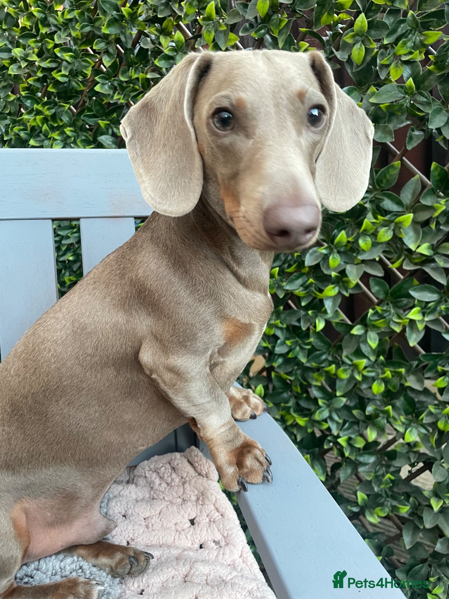 Dachshund dogs Isabella Tan Dachshund - Advert 1