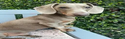 Dachshund dogs for sale: Isabella Tan Dachshund in Holsworthy - Advert 1
