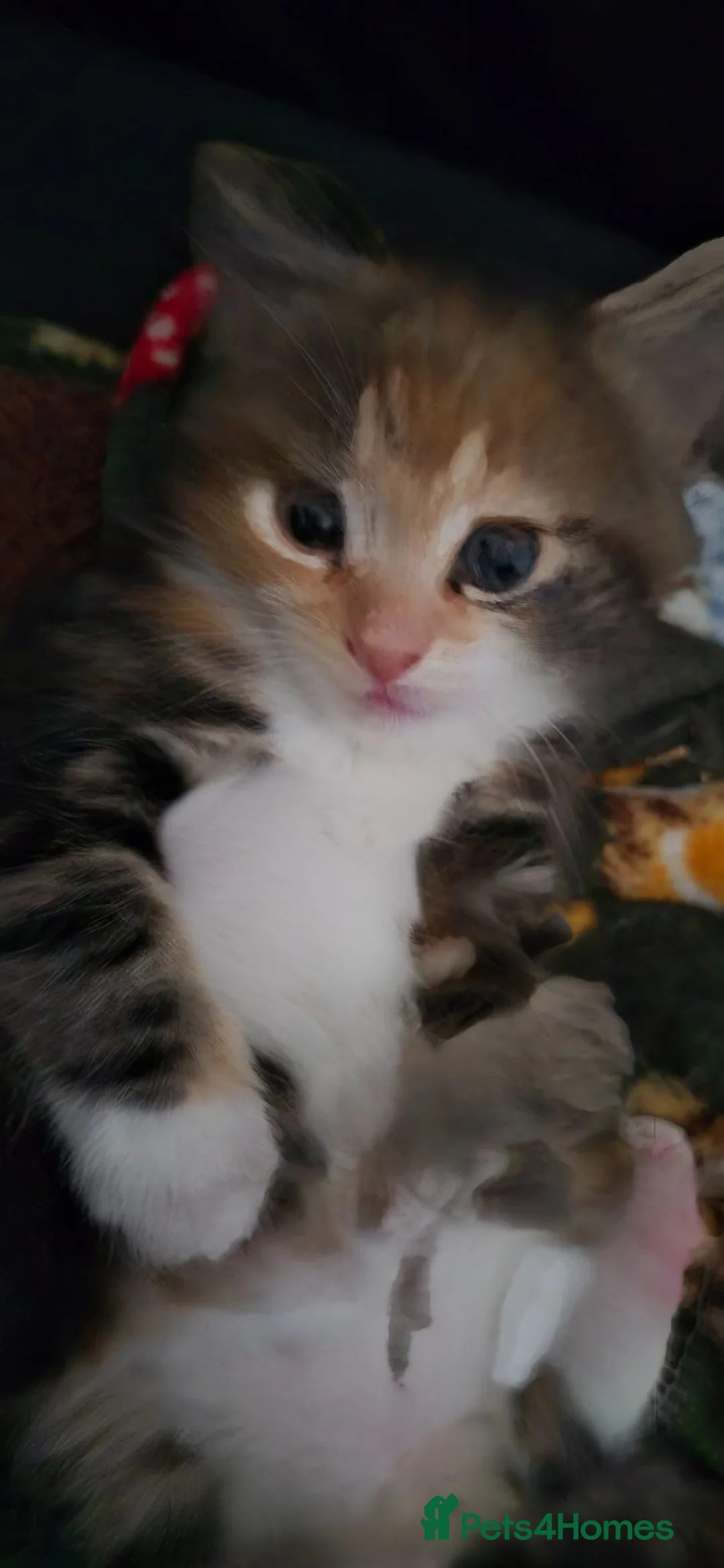 British Shorthair cats for sale: Cute Tabby Calico Mix - Advert 2