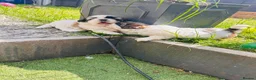 Shih Tzu dogs for sale: Beautiful imperial shih - tzu puppies  in Hatfield - Advert 5