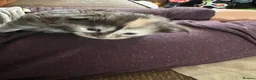 Maine Coon cats for sale: Maine coon kittens  - Advert 11