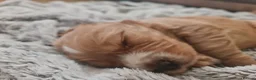 Cocker Spaniel dogs for sale: 3 golden Cocker Spaniels  - Advert 27
