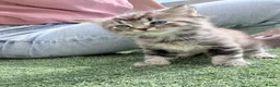British Longhair cats for sale: 3 x female British longhair kittens - Advert 11