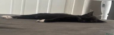 Mixed Breed 8