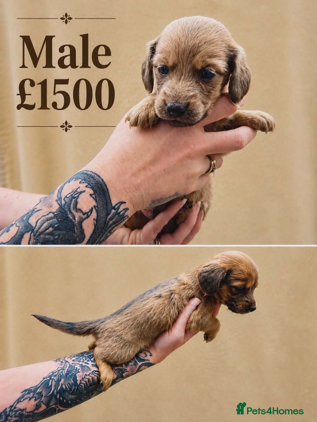 Miniature Dachshund dogs Miniature long haired dachshunds  - Advert 12