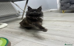 Maine Coon cats for sale: Maine Coon kitten  - Image 12
