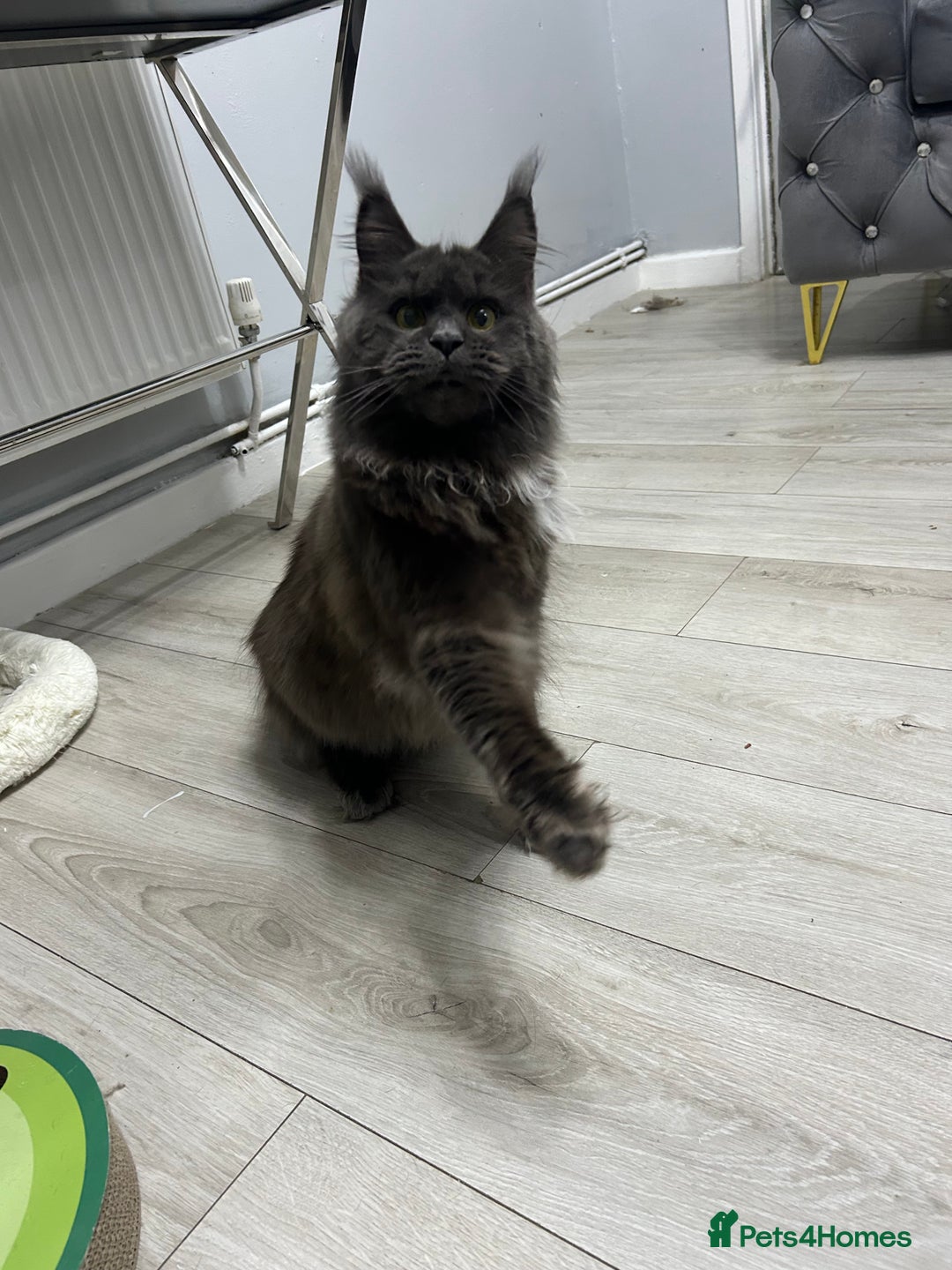 Maine Coon cats for sale: Maine Coon kitten  - Image 12
