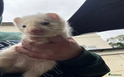 Ferret rodents for sale: Ferret Kits (albino, sandy, bew colours) - Image 10