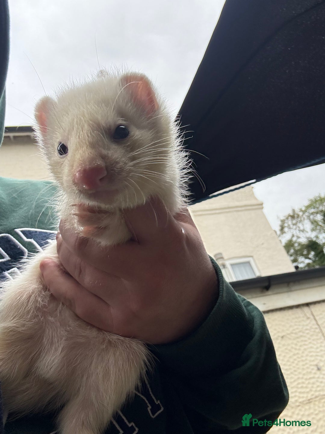 Ferret rodents for sale: Ferret Kits (albino, sandy, bew colours) - Image 10