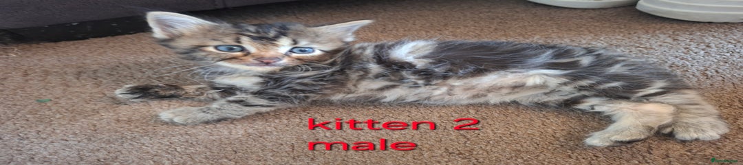 British Shorthair Kitten 2