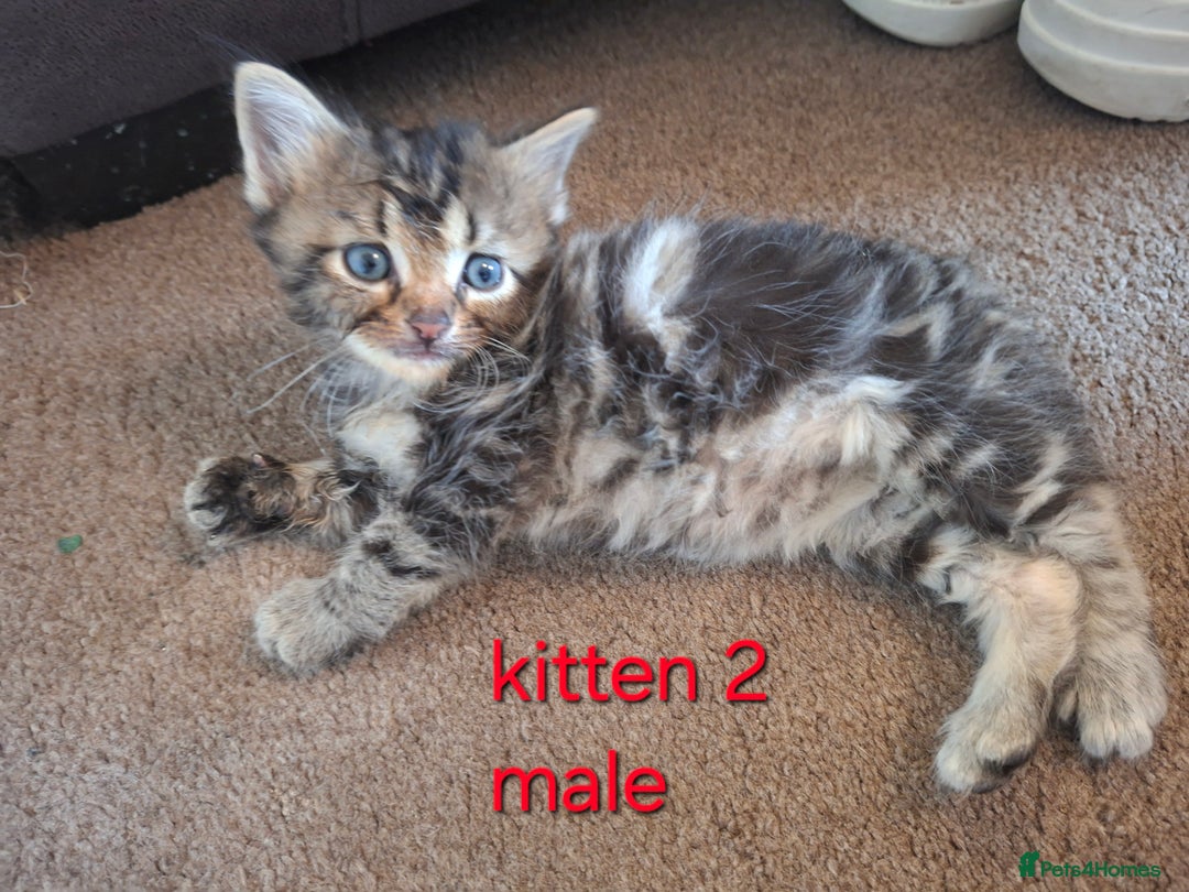 British Shorthair cats for sale: Beautiful kittens 😸  - Image 3
