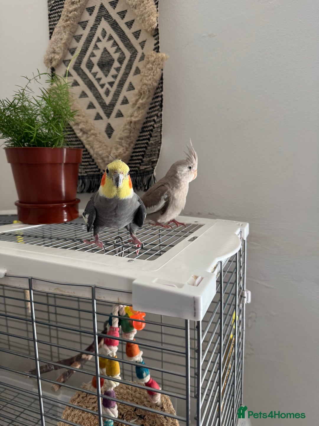Mixed Breed birds for sale: X3 birds looking for rehome  - Advert 4