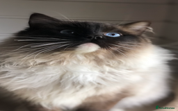 Ragdoll cats for stud: FOR STUD. Stunning GCCF reg active boy.  in Doncaster - Image 1