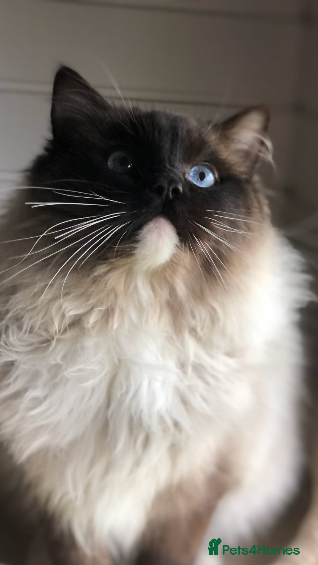 Ragdoll cats for stud: FOR STUD. Stunning GCCF reg active boy.  in Doncaster - Image 1