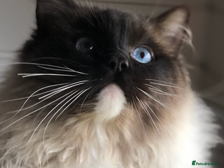 Ragdoll cats in Doncaster - Advert 4