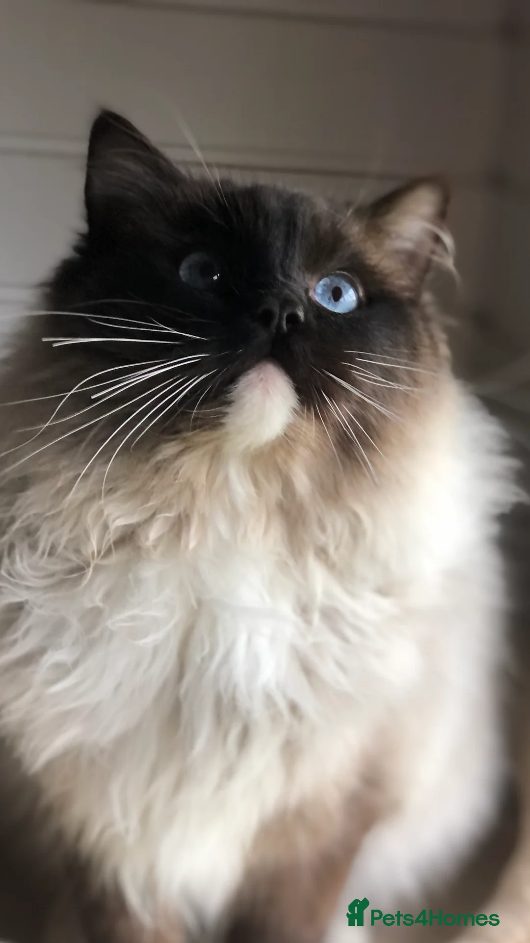 Ragdoll cats for stud: FOR STUD. Stunning GCCF reg active boy.  in Doncaster - Advert 2