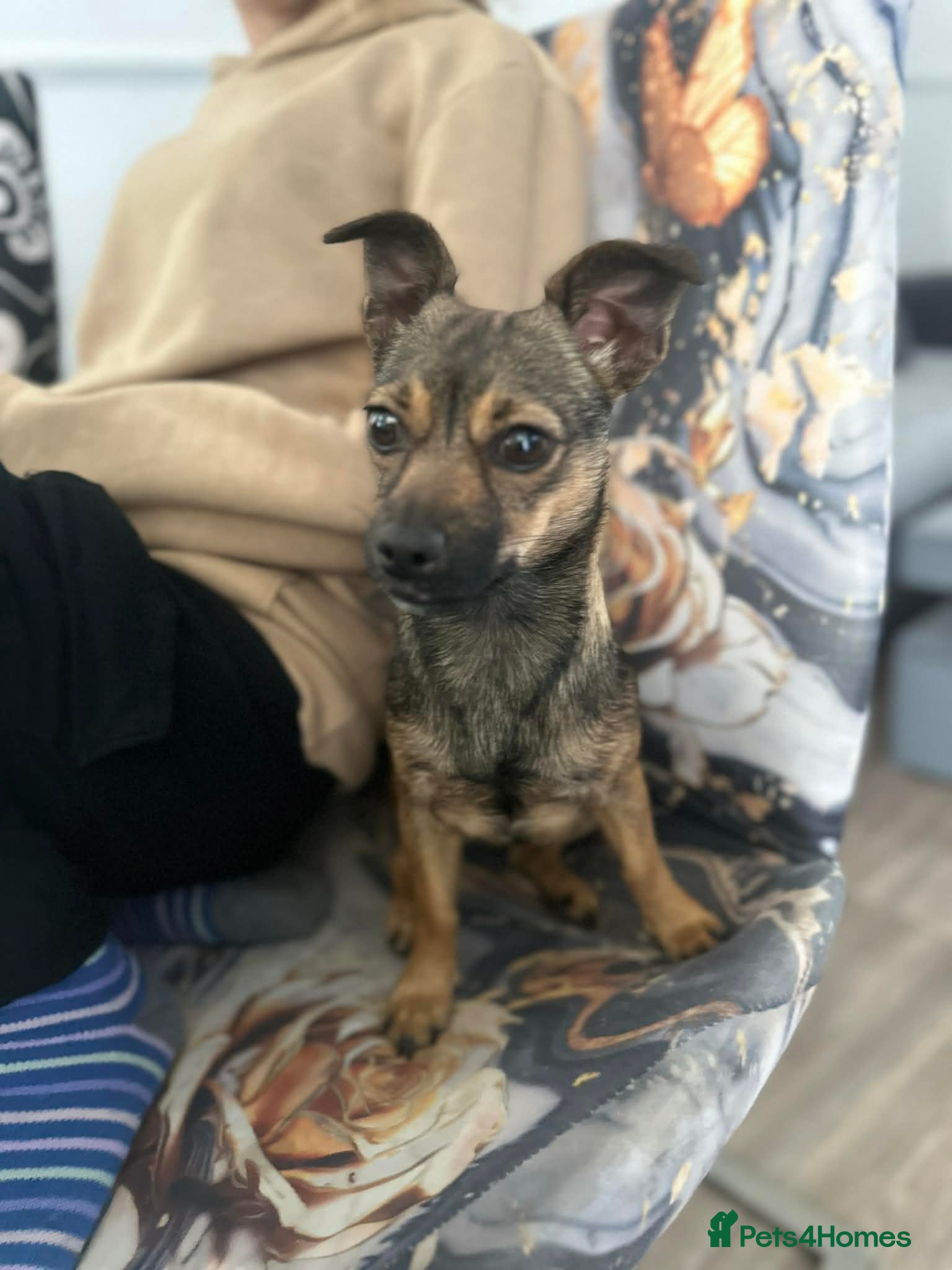 Mixed Breed dogs Female  - Advert 1