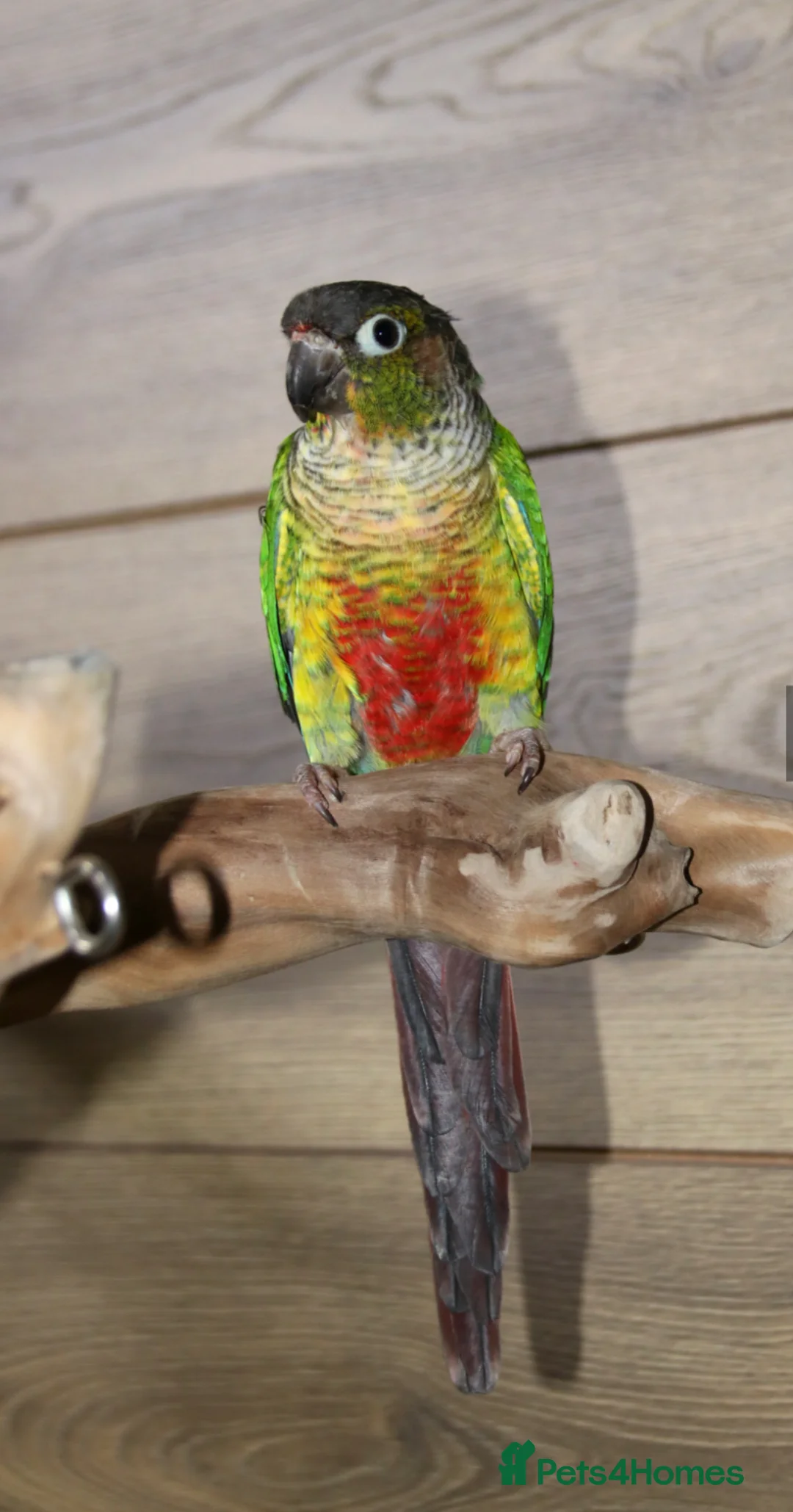 Budgerigars birds for sale: Budgies, Green Cheek Conures Easy Hand-Reared  - Advert 2