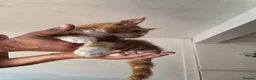 Maine Coon cats for sale: Maine Coon Kittens For Sale  - Advert 8