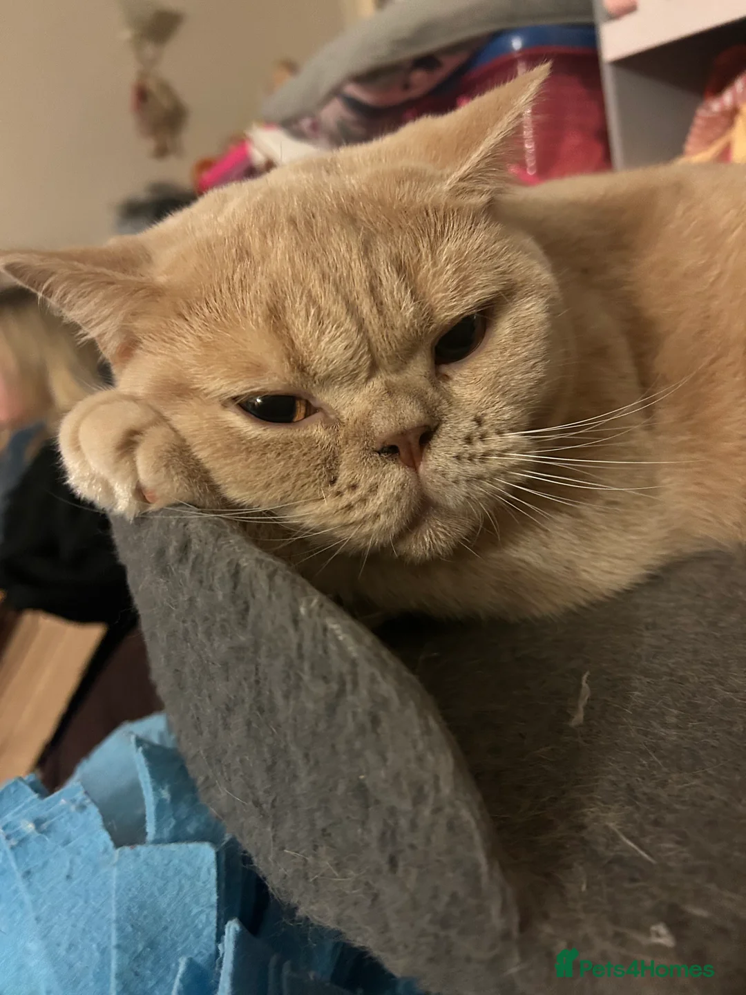 British Shorthair cats for sale: Mabel needs a quiet loving home  - Advert 4