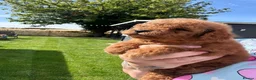 Cavapoo dogs for sale: 🐾💙F1B cavapoo’s Now ready 🐾🩷 fox red h/tested! - Advert 25