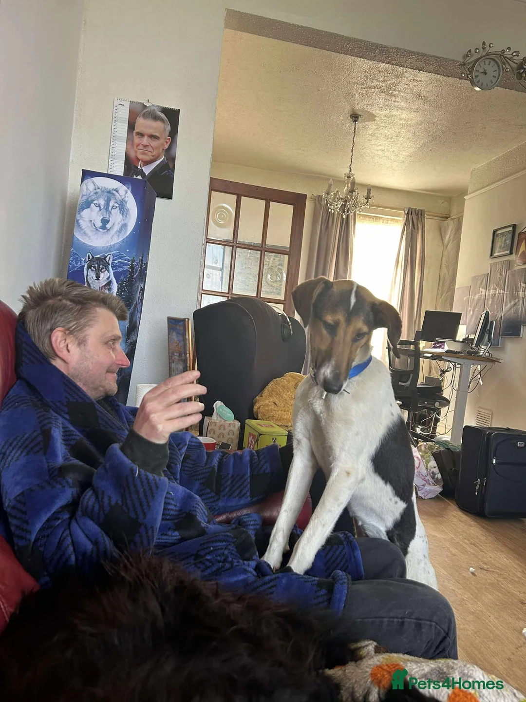 Mixed Breed dogs for adoption: Nora is looking for a loving forever home in Withernsea - Advert 6