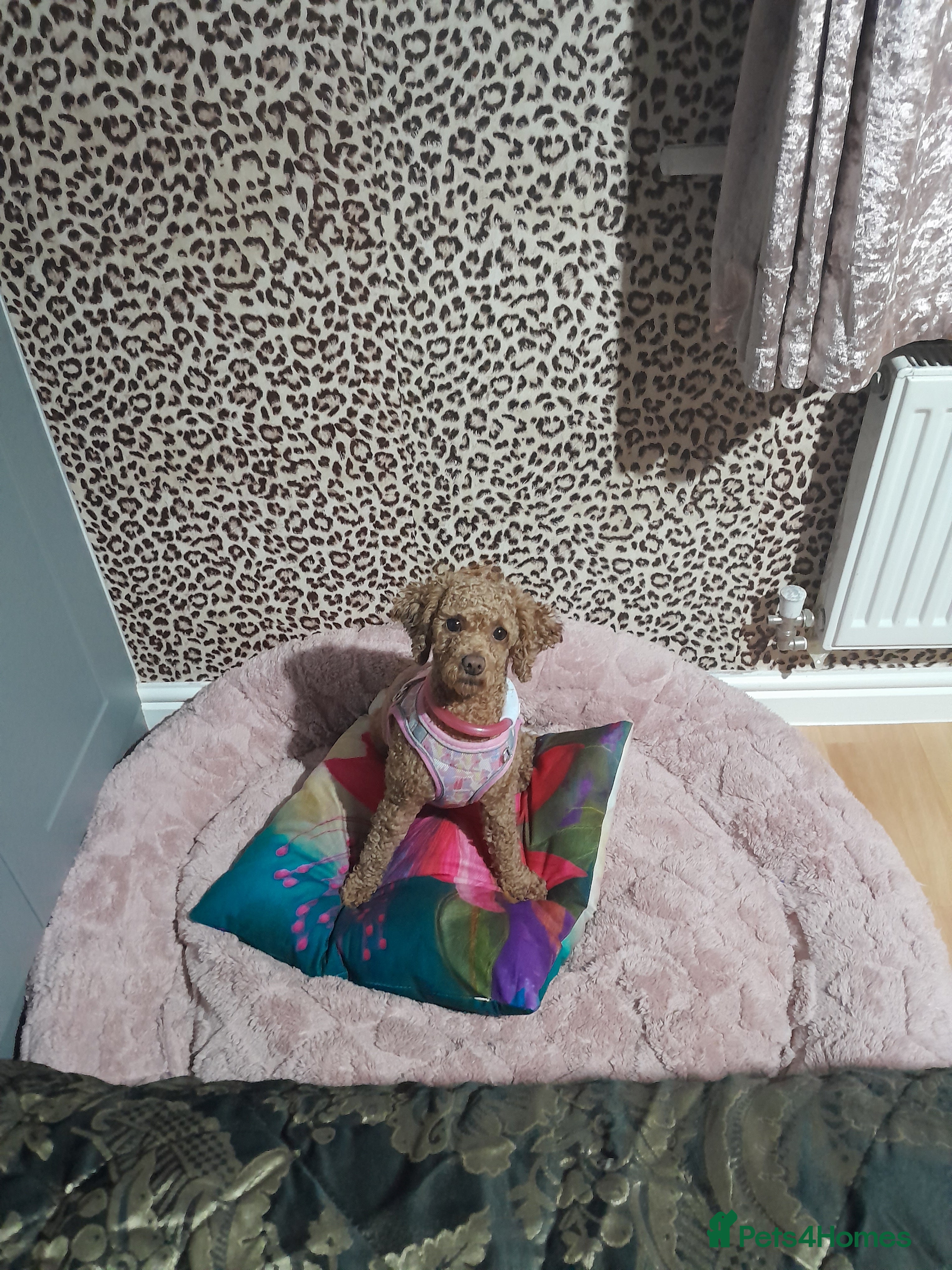 Poodle dogs Tiny Female Poodle - Advert 9