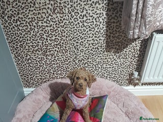 Poodle dogs Tiny Female Poodle - Advert 9