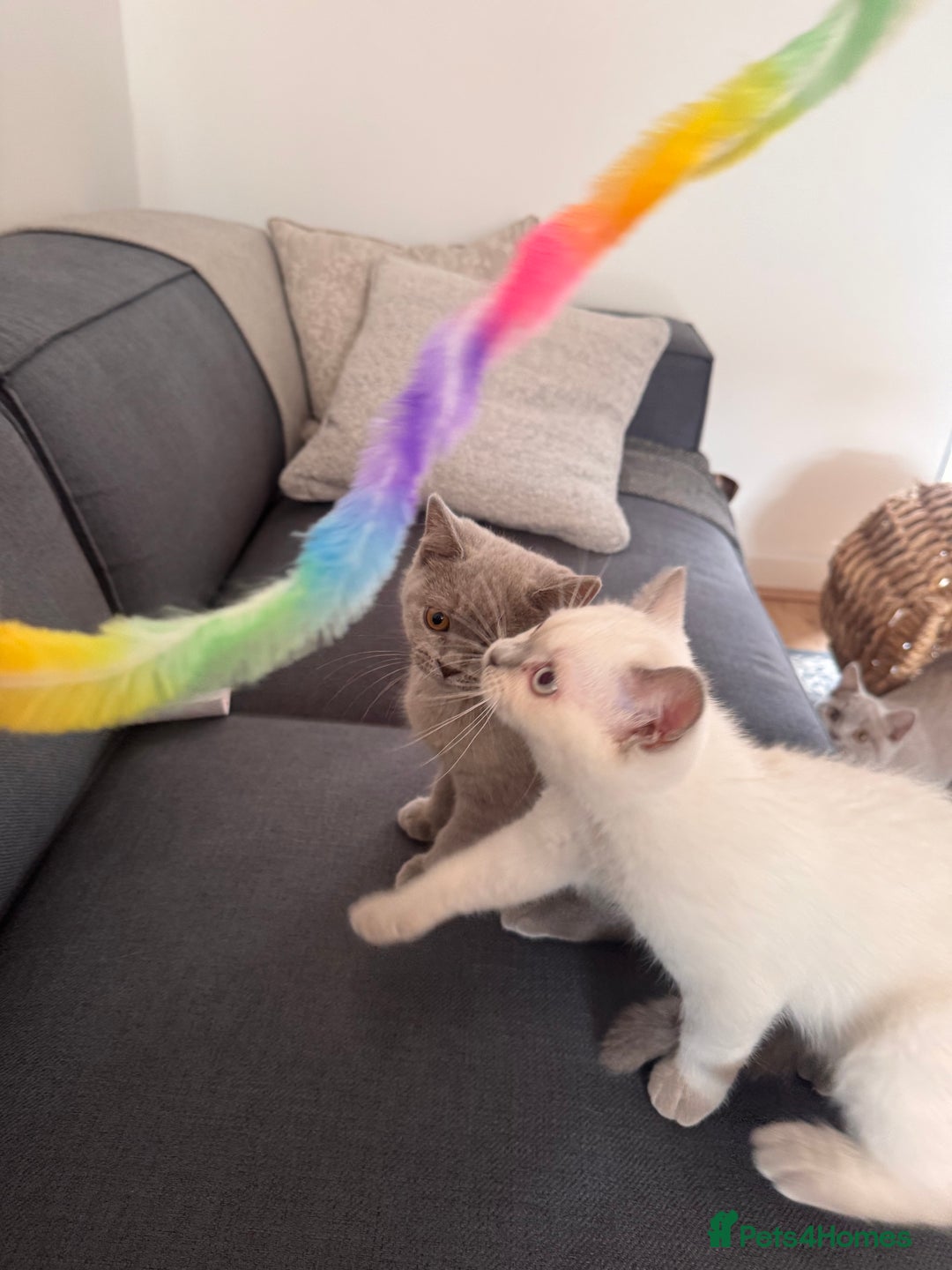 British Shorthair cats for sale: Adorable British shorthair kittens  - Image 7