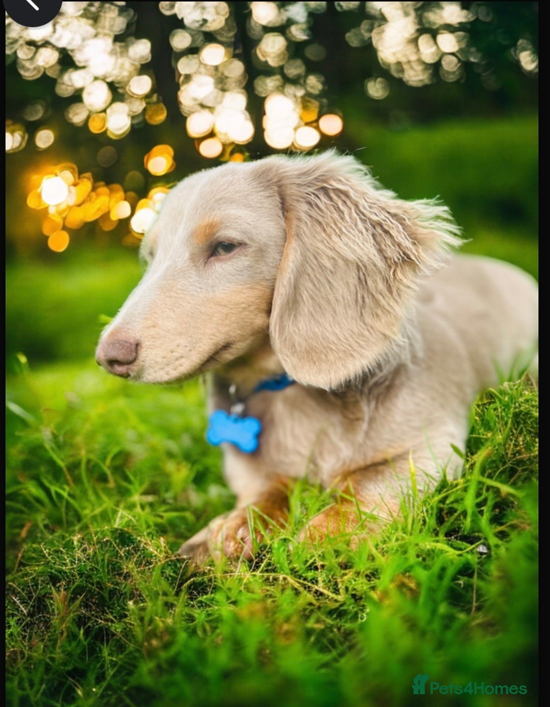 Miniature Dachshund dogs for stud: Long Hair miniature dacshund in Telford - Advert 5